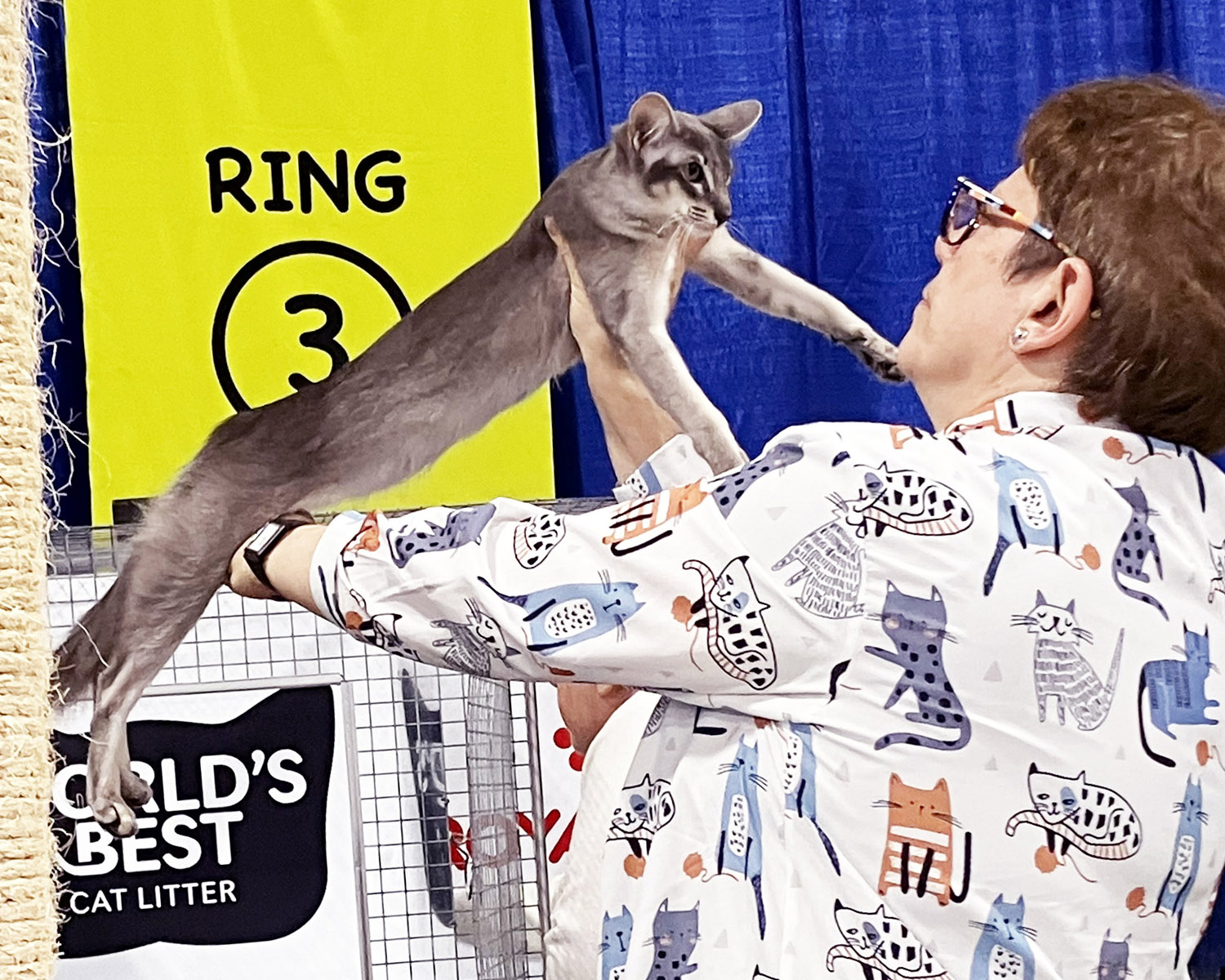 Oriental Longhair Cat